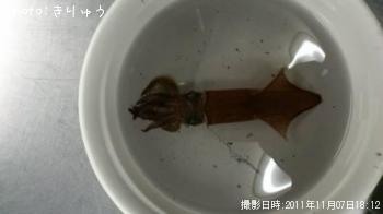 テクビイカ