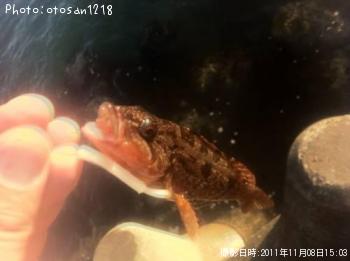 アイナメ
