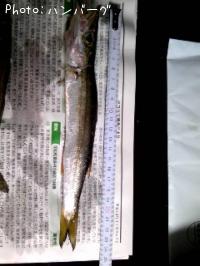 カマス