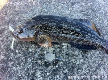 アイナメ