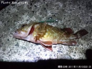 カサゴ