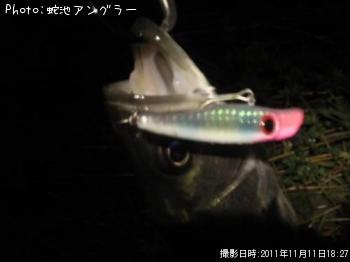 シーバス