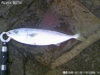 ʥ
