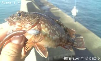 カサゴ