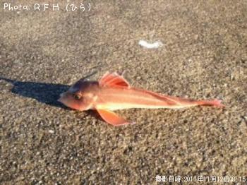 カナガシラ