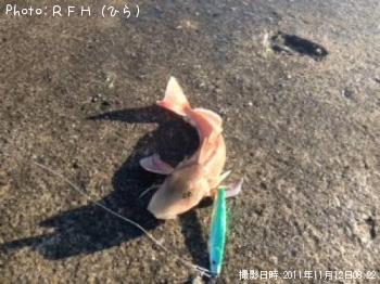 カナガシラ