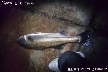 シーバス