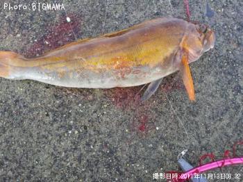 アイナメ