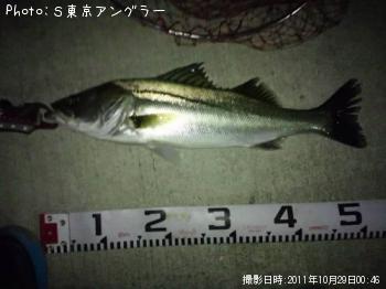 シーバス