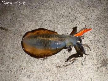 アオリイカ