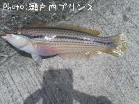 ベラ