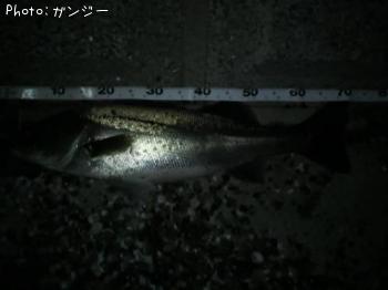 シーバス