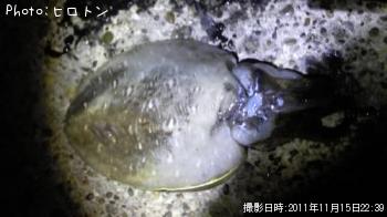 コウイカ