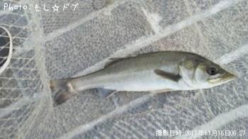 シーバス