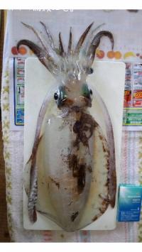 アオリイカ