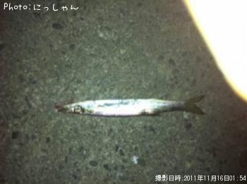 饫ޥ