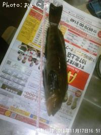 アイナメ