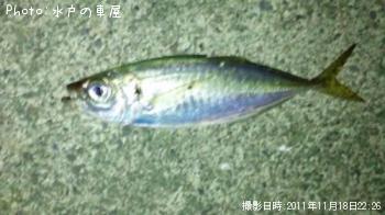 アジ