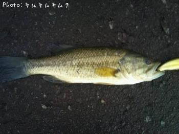 ブラックバス