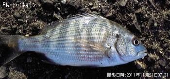 ミニ鯛