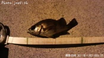 メバル