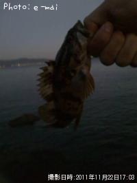 タケノコメバル