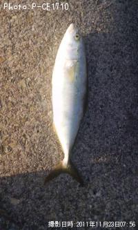 ハマチ