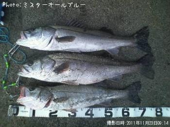 シーバス