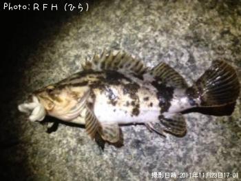 ベッコウソイ