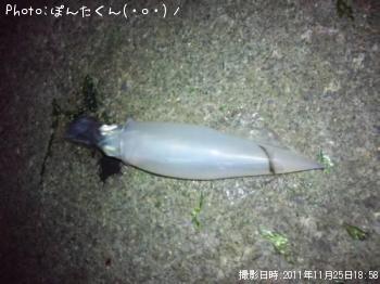 ヤリイカ