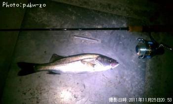 シーバス