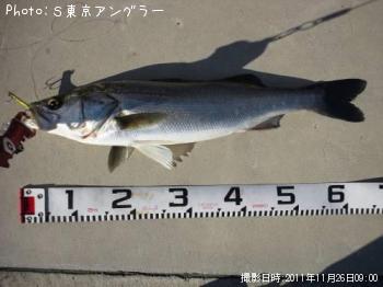 シーバス