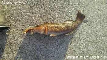 アイナメ