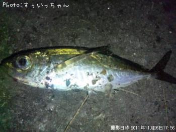 アジ
