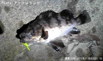 メバル