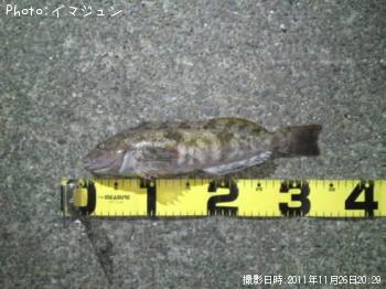 アイナメ