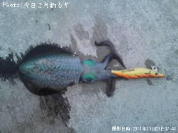 アオリイカ