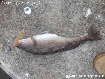 ʥ