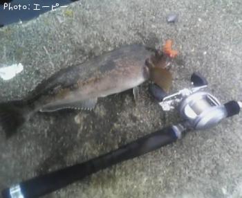 アイナメ