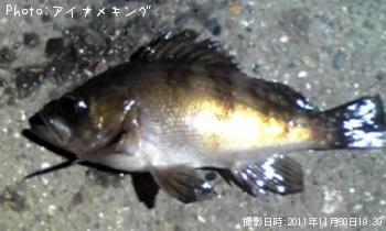 メバル君