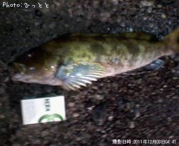 アイナメ
