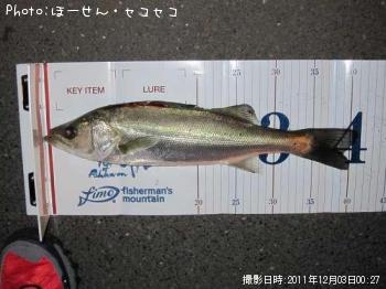 シーバス