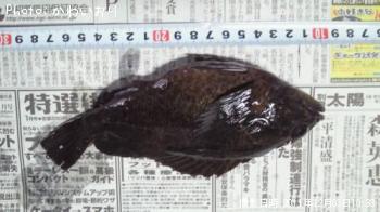 クロソイ