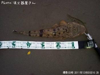 マゴチ
