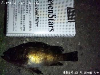 メバル