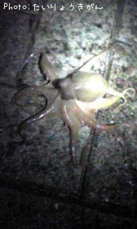 タコ
