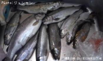 ニジマス