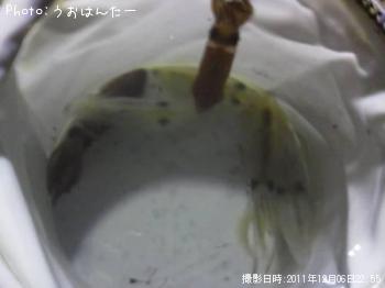 ヒイカ
