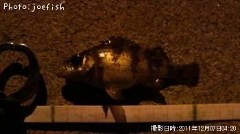 メバル