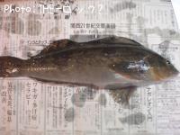 アイナメ